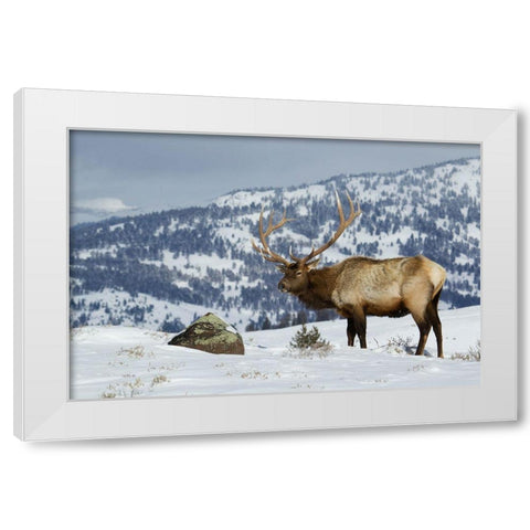 Bull Elk-Winter in the Rockies White Modern Wood Framed Art Print by Archer, Ken
