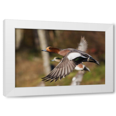 Eurasian Wigeon taking Flight White Modern Wood Framed Art Print by Archer, Ken
