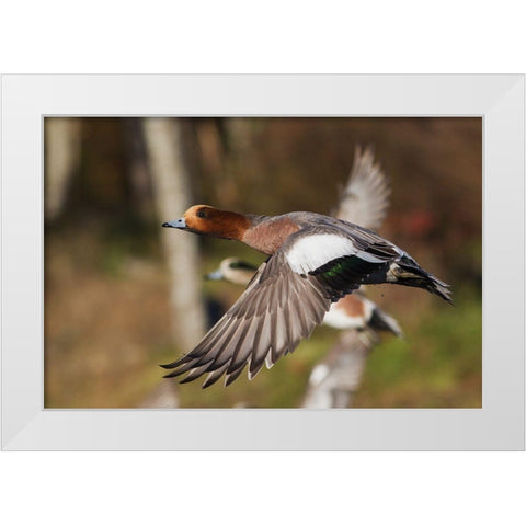 Eurasian Wigeon taking Flight White Modern Wood Framed Art Print by Archer, Ken