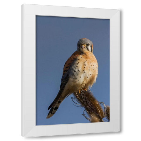 American Kestrel (male) White Modern Wood Framed Art Print by Archer, Ken
