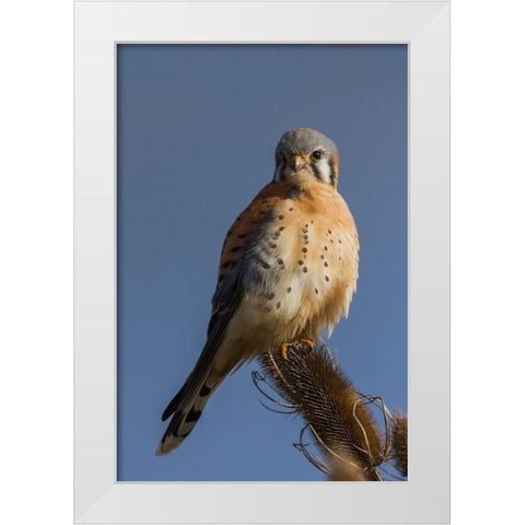 American Kestrel (male) White Modern Wood Framed Art Print by Archer, Ken