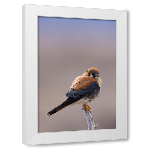 American Kestrel White Modern Wood Framed Art Print by Archer, Ken