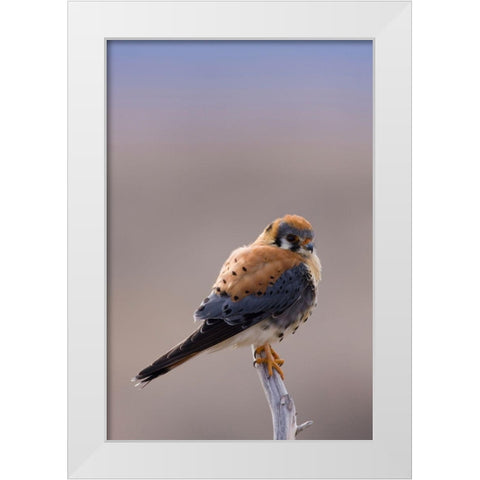 American Kestrel White Modern Wood Framed Art Print by Archer, Ken