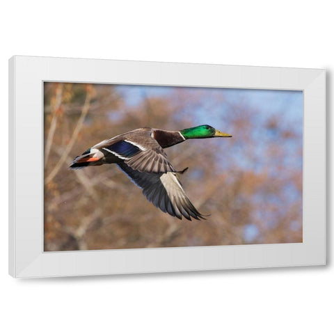 Autumn Mallard White Modern Wood Framed Art Print by Archer, Ken