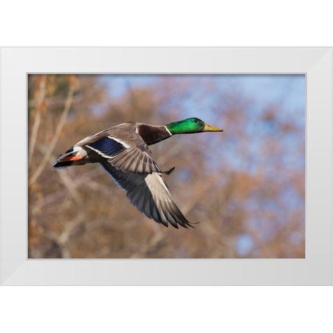 Autumn Mallard White Modern Wood Framed Art Print by Archer, Ken
