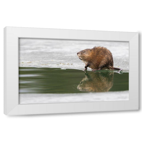 Muskrat-winter foraging from an opening in the ice White Modern Wood Framed Art Print by Archer, Ken