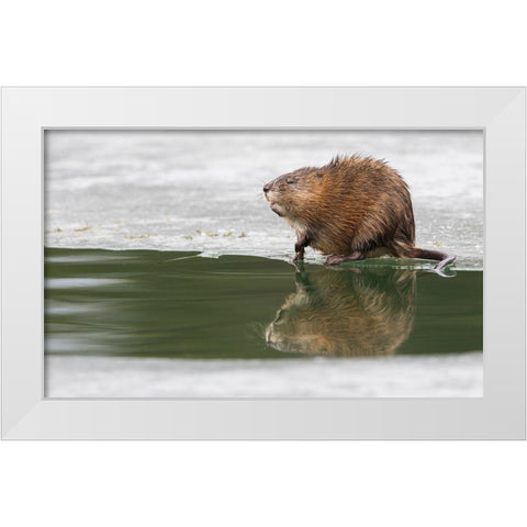 Muskrat-winter foraging from an opening in the ice White Modern Wood Framed Art Print by Archer, Ken