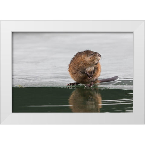Muskrat-winter foraging White Modern Wood Framed Art Print by Archer, Ken