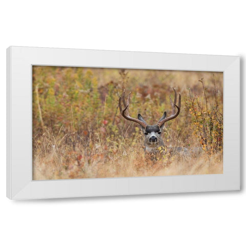 Mule Deer Buck-autumn sprinkle White Modern Wood Framed Art Print by Archer, Ken