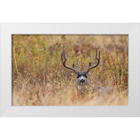 Mule Deer Buck-autumn sprinkle White Modern Wood Framed Art Print by Archer, Ken
