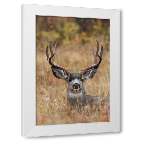 Mule Deer Buck White Modern Wood Framed Art Print by Archer, Ken