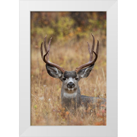 Mule Deer Buck White Modern Wood Framed Art Print by Archer, Ken