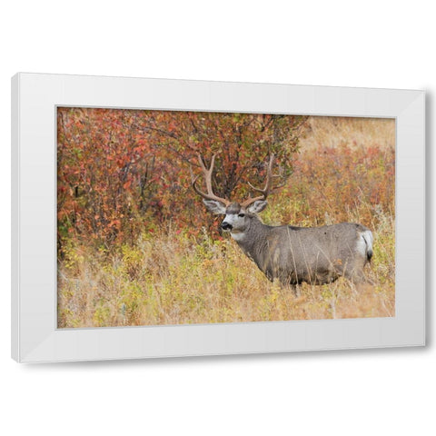 Mule Deer Buck White Modern Wood Framed Art Print by Archer, Ken