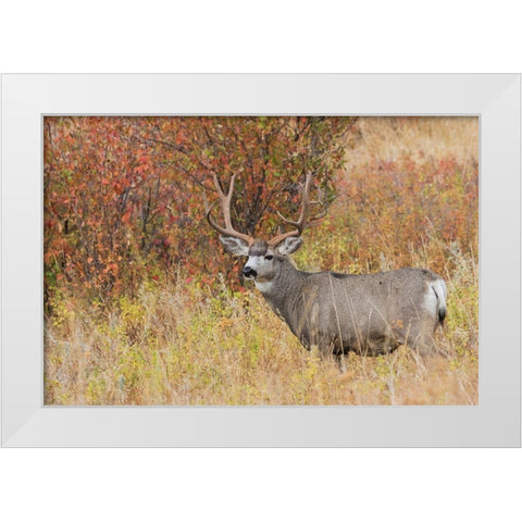 Mule Deer Buck White Modern Wood Framed Art Print by Archer, Ken