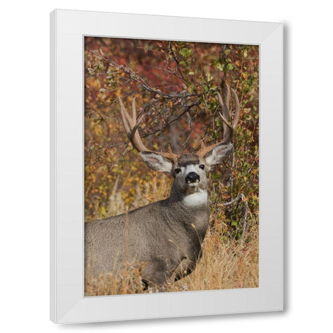 Alert Mule Deer Buck White Modern Wood Framed Art Print by Archer, Ken