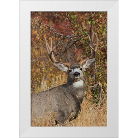 Alert Mule Deer Buck White Modern Wood Framed Art Print by Archer, Ken