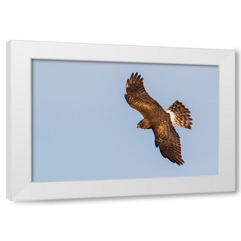 Northern Harrier-hunting White Modern Wood Framed Art Print by Archer, Ken