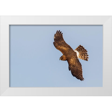 Northern Harrier-hunting White Modern Wood Framed Art Print by Archer, Ken