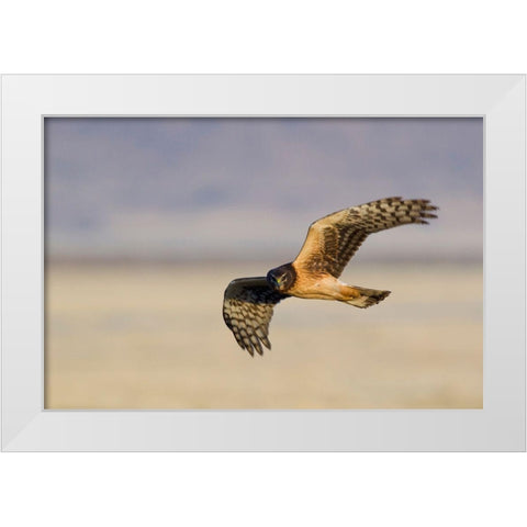 Northern Harrier Hawk (immature) White Modern Wood Framed Art Print by Archer, Ken