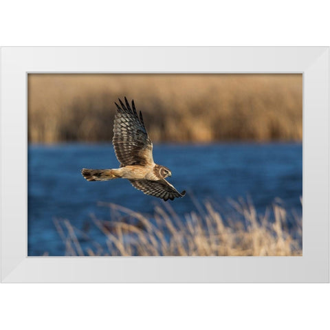 Northern Harrier Hunting White Modern Wood Framed Art Print by Archer, Ken