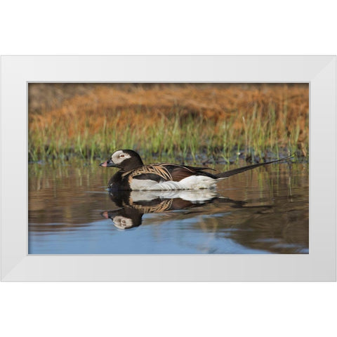 Long-tailed Duck-drake in arctic tundra pond White Modern Wood Framed Art Print by Archer, Ken