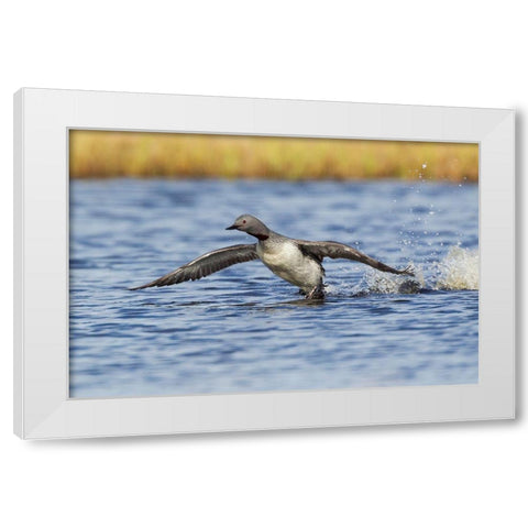 Red-throated Loon-courtship display White Modern Wood Framed Art Print by Archer, Ken