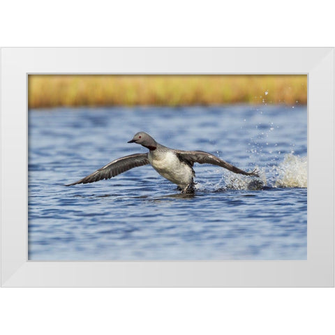 Red-throated Loon-courtship display White Modern Wood Framed Art Print by Archer, Ken
