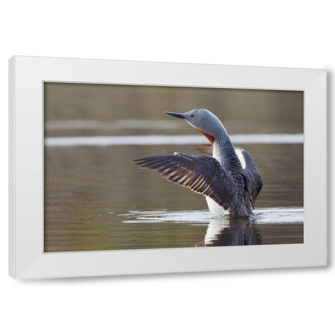 Red-throated Loon Drying Wings White Modern Wood Framed Art Print by Archer, Ken