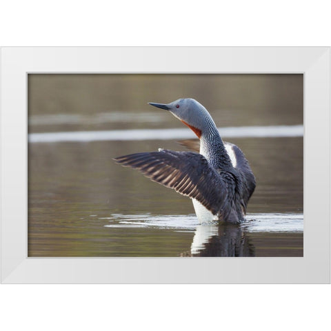 Red-throated Loon Drying Wings White Modern Wood Framed Art Print by Archer, Ken