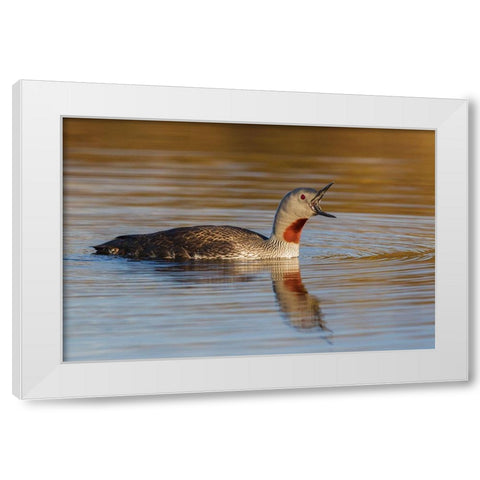 Red-throated Loon Calling White Modern Wood Framed Art Print by Archer, Ken