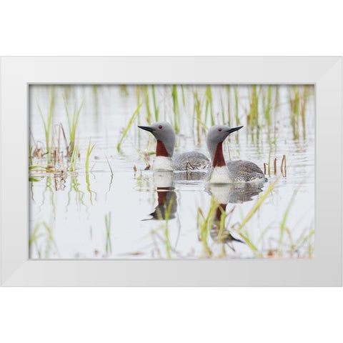 Red-throated Loon Pair White Modern Wood Framed Art Print by Archer, Ken
