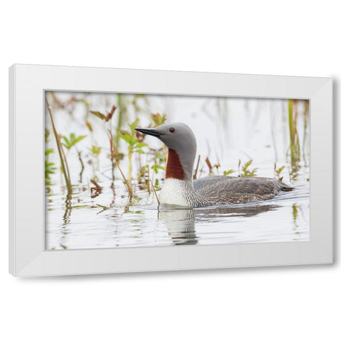 Red-throated Loon White Modern Wood Framed Art Print by Archer, Ken
