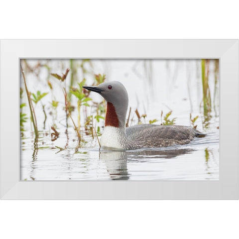 Red-throated Loon White Modern Wood Framed Art Print by Archer, Ken