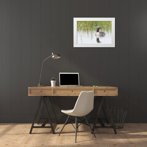 Red-throated Loon White Modern Wood Framed Art Print by Archer, Ken