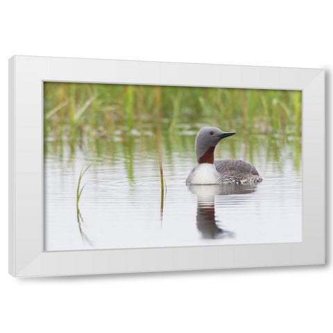 Red-throated Loon White Modern Wood Framed Art Print by Archer, Ken