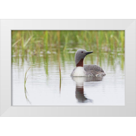 Red-throated Loon White Modern Wood Framed Art Print by Archer, Ken