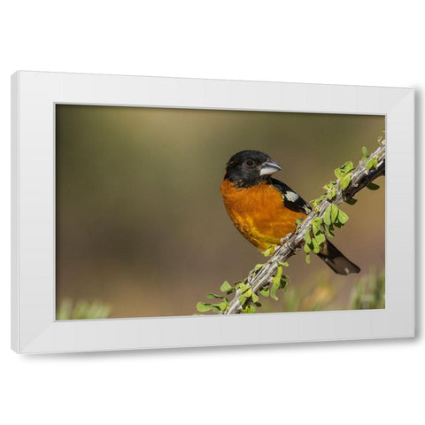 Black-headed grosbeak White Modern Wood Framed Art Print by Archer, Ken
