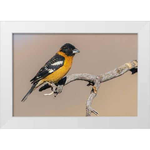 Black-headed grosbeak White Modern Wood Framed Art Print by Archer, Ken