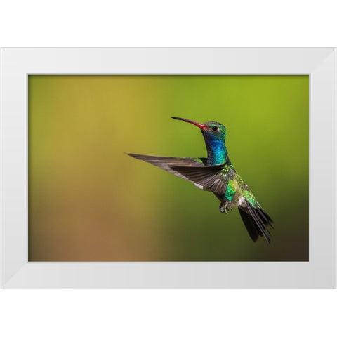 Male broad-billed hummingbird White Modern Wood Framed Art Print by Archer, Ken