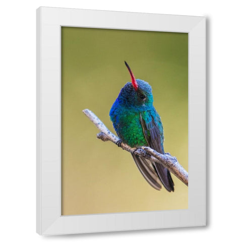 Broad-billed hummingbird White Modern Wood Framed Art Print by Archer, Ken