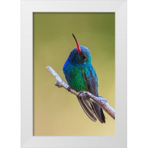 Broad-billed hummingbird White Modern Wood Framed Art Print by Archer, Ken