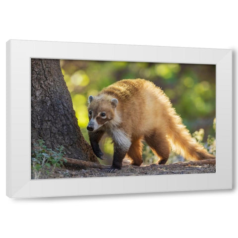 Coatimundi White Modern Wood Framed Art Print by Archer, Ken