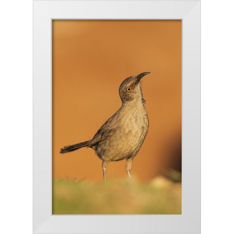 Curve-billed thrasher White Modern Wood Framed Art Print by Archer, Ken
