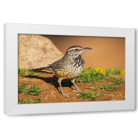 Cactus wren White Modern Wood Framed Art Print by Archer, Ken