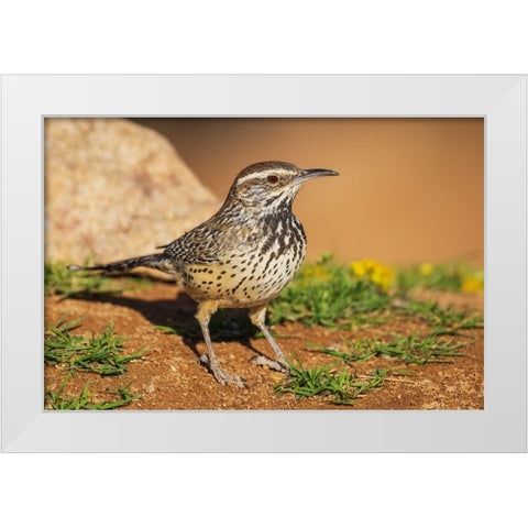 Cactus wren White Modern Wood Framed Art Print by Archer, Ken