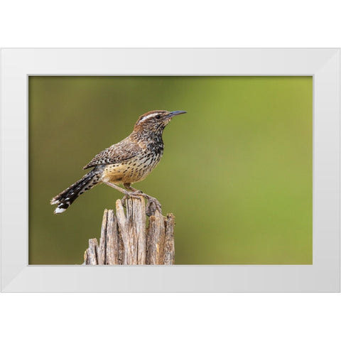 Cactus wren White Modern Wood Framed Art Print by Archer, Ken