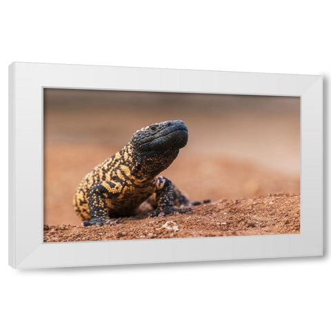 Gila monster White Modern Wood Framed Art Print by Archer, Ken