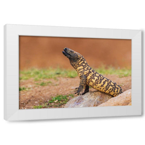 Gila monster drinking water White Modern Wood Framed Art Print by Archer, Ken