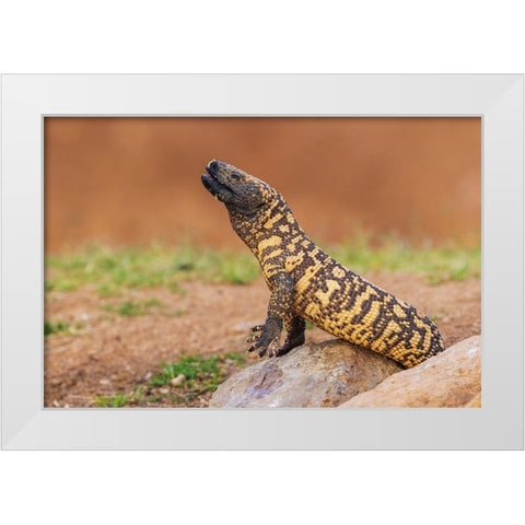 Gila monster drinking water White Modern Wood Framed Art Print by Archer, Ken