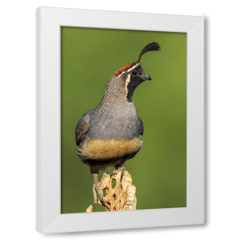 Gambels quail White Modern Wood Framed Art Print by Archer, Ken